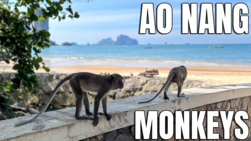 Mischievous Monkeys Steal The Show at Ao Nang Beach, Krabi Thailand 🐒
